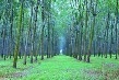 Giá cao su kỳ hạn tại Tokyo ngày 26/5 tăng do giá dầu tăng cao 